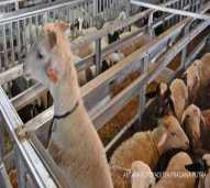 JASA PEMOTONGAN KAMBING